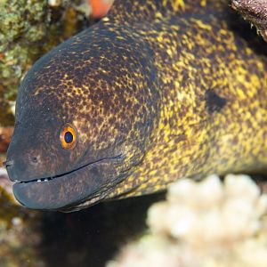 Yellowmargined Moray