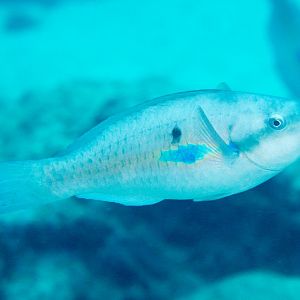 Whitespot Parrotfish (female)