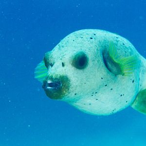 Blackspotted Pufferfish