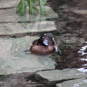 Ferruginous Duck