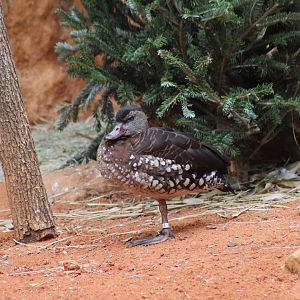 Spotted Whistling-Duck