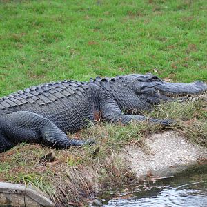 American Alligator