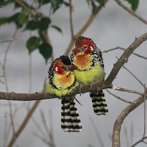 Red-and-Yellow Barbet