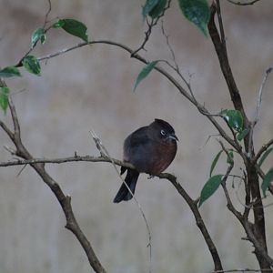 Red-Crested Finch