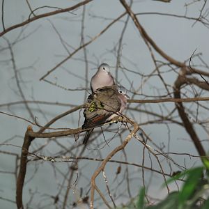 Emerald-Spotted Wood-Dove