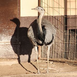 Common rhea