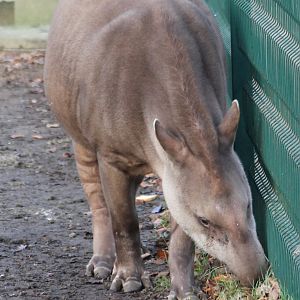 Lowland tapir