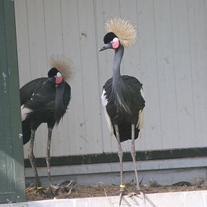 Black crowned cranes