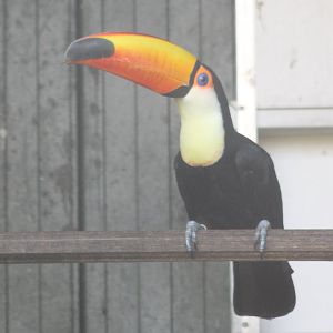 Toco toucan