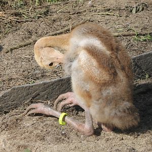 Sarus crane-chick