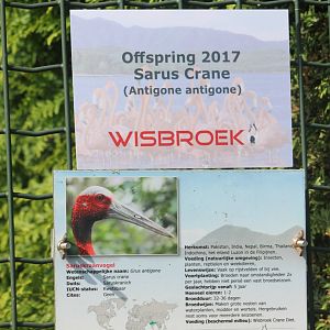 Birth-sign Sarus crane