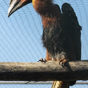 Philippine brown hornbill