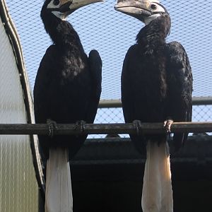 Palawan hornbills