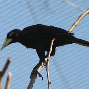 Crested oropendola