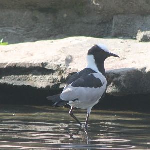 Blacksmith plover