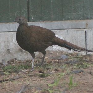 Bronze-tailed peacock-pheasant