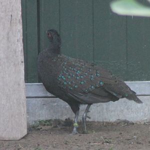 Germain's peacock-pheasant