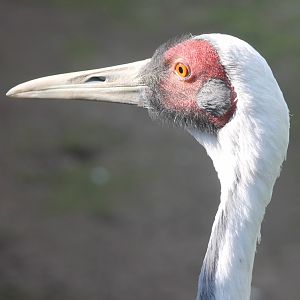 White-necked crane