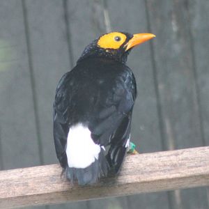 Yellow-faced myna