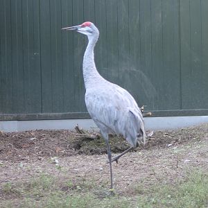 Sandhill crane