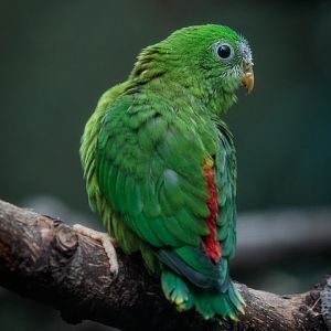 Fledgling Blue-crowned Hanging Parrot - 30/11/2017