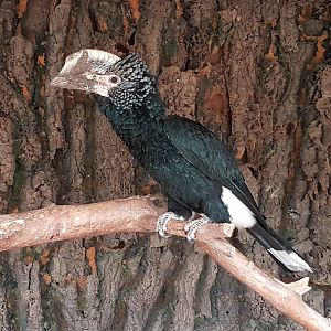 Silver-cheeked hornbill