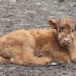 Highlander-calf