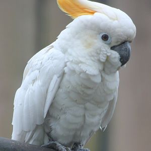 Orange-crested cockatoo