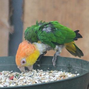 Green-thighed parrot