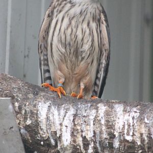 Red-footed falcon