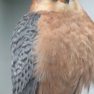Red-footed falcon