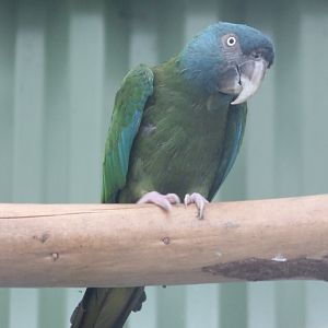 Blue-headed macaw