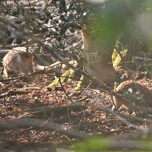 Wild Boar in the Forest of Dean, 24/02/18
