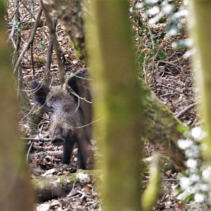 Wild Boar in the Forest of Dean, 24/02/18