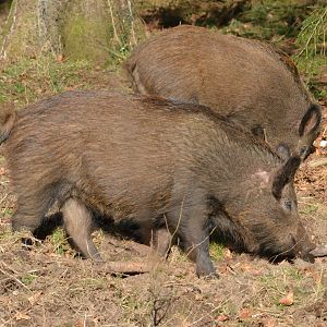 Wild Boar in the Forest of Dean, 24/02/18