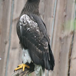 Steller sea-eagle