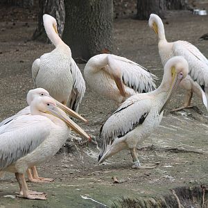 Great white pelicans