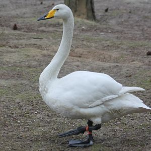 Whooper swan