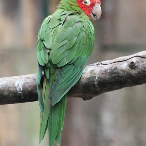 Red-masked conure