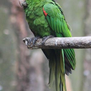 White-eyed conure