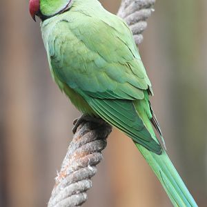 Rose-ringed parakeet