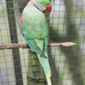 Alexandrine parakeet