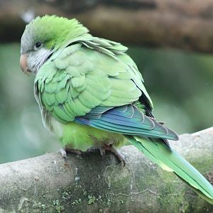 Monk parakeet