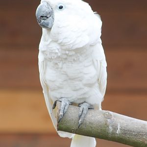 White cockatoo