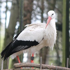 European white stork
