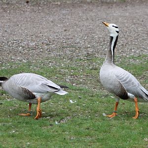 Bar-headed geese