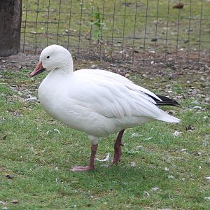 Snow goose