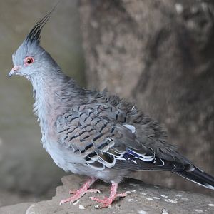 Crested pigeon