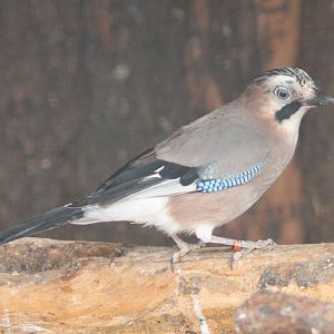 Eurasian Jay