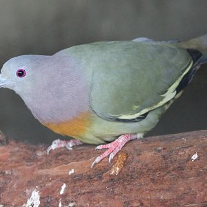 Pink-necked green-pigeon